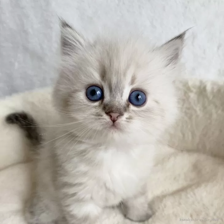 ID:2503-00023の子猫