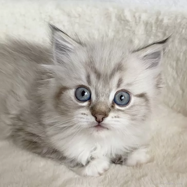 ID:2502-02486の子猫