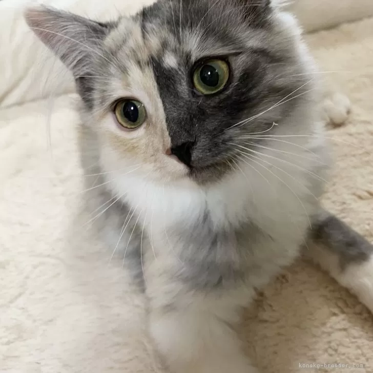 ID:2504-00655の子猫