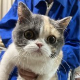 フォールデックス