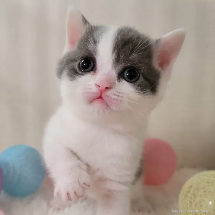 ID:2403-00695の子猫