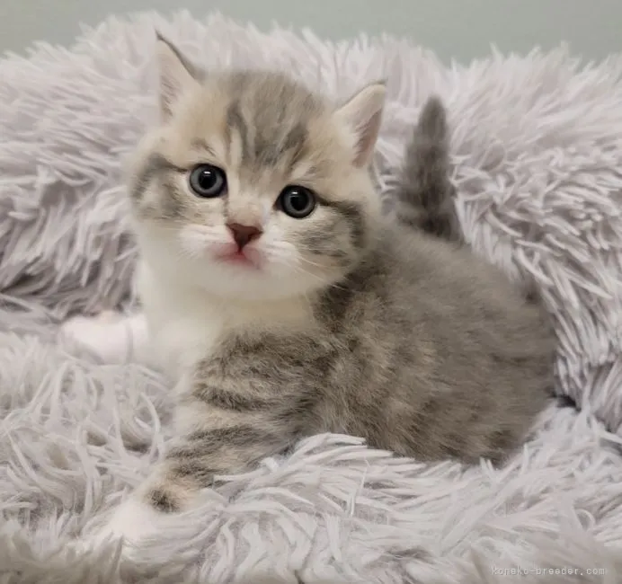 くぅちゃん 様のお迎えした子猫