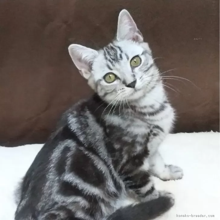 ID：2408-02658の子猫