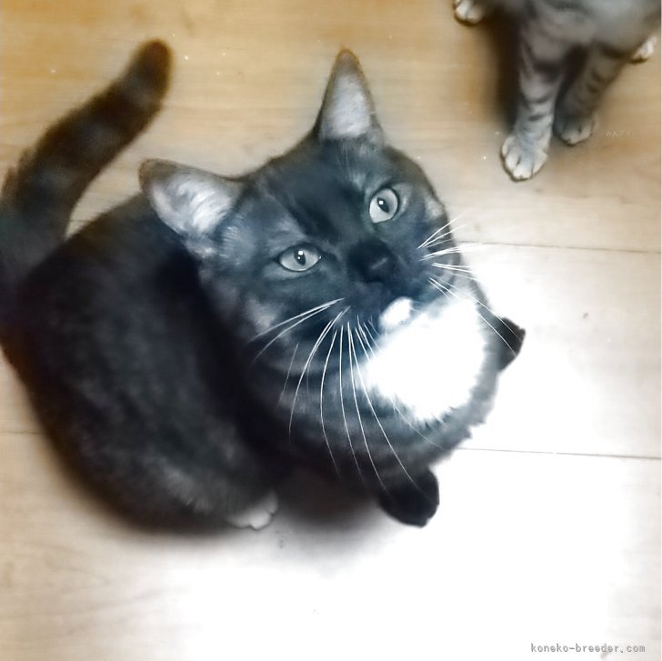 ブリーダー画像