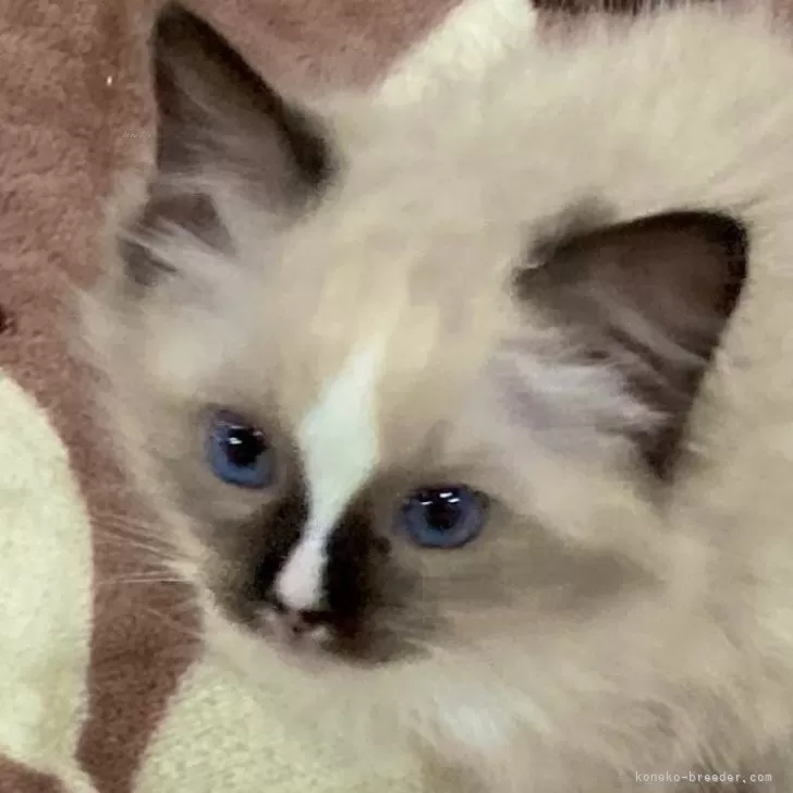 F 様のお迎えした子猫