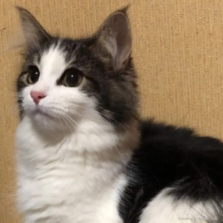 ID:2208-01829の子猫