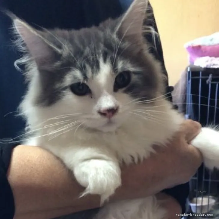 ID:2306-00804の子猫