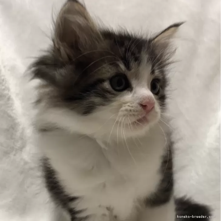ID:2408-02156の子猫