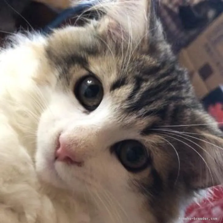 ID:2210-01049の子猫