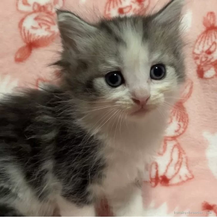 ID:2503-02705の子猫