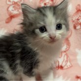 ノルウェージャンフォレストキャット