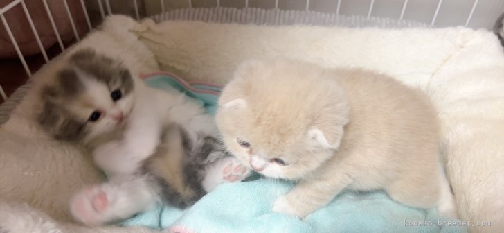 亀田麗花ブリーダーのブログ：すくすく成長しています🍼🩷