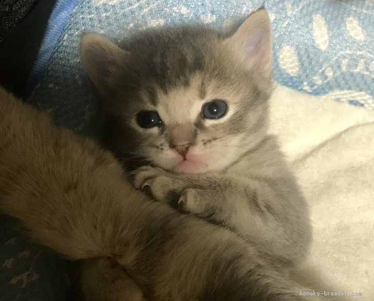 マヤちゃんの可愛い赤ちゃん 亀田静江ブリーダー みんなの子猫ブリーダー