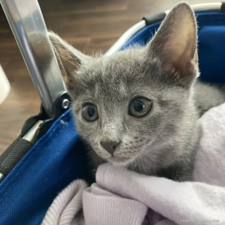 ID:2305-01776の子猫