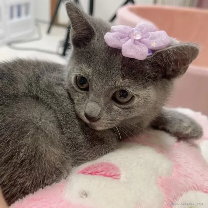 ID:2405-03430の子猫