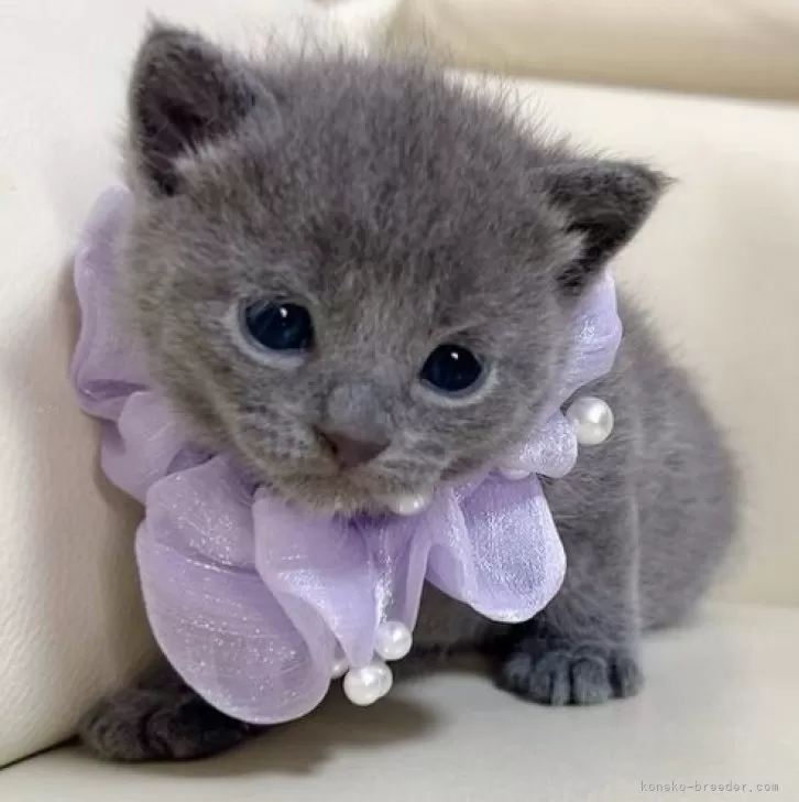 ID:2405-00680の子猫