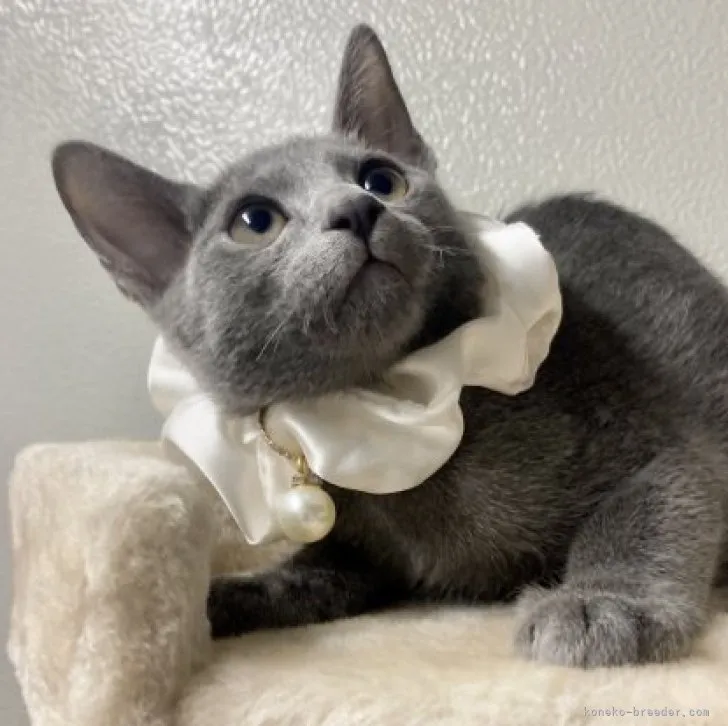 ID:2309-02191の子猫