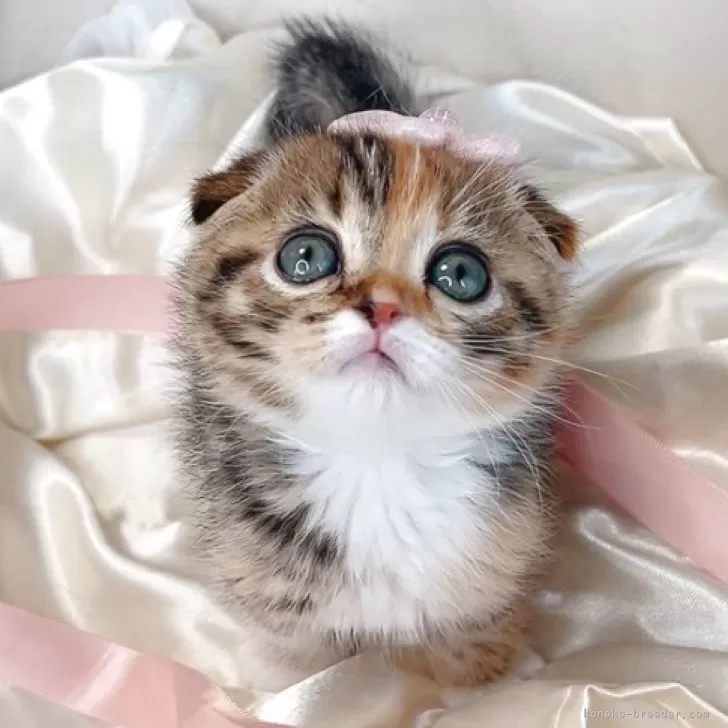 ID:2503-01567の子猫