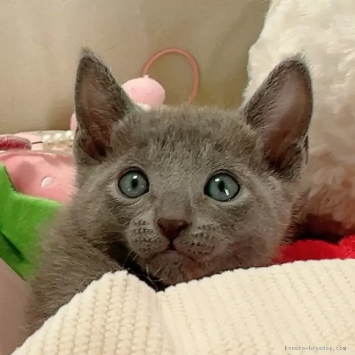 ID:2502-01225の子猫