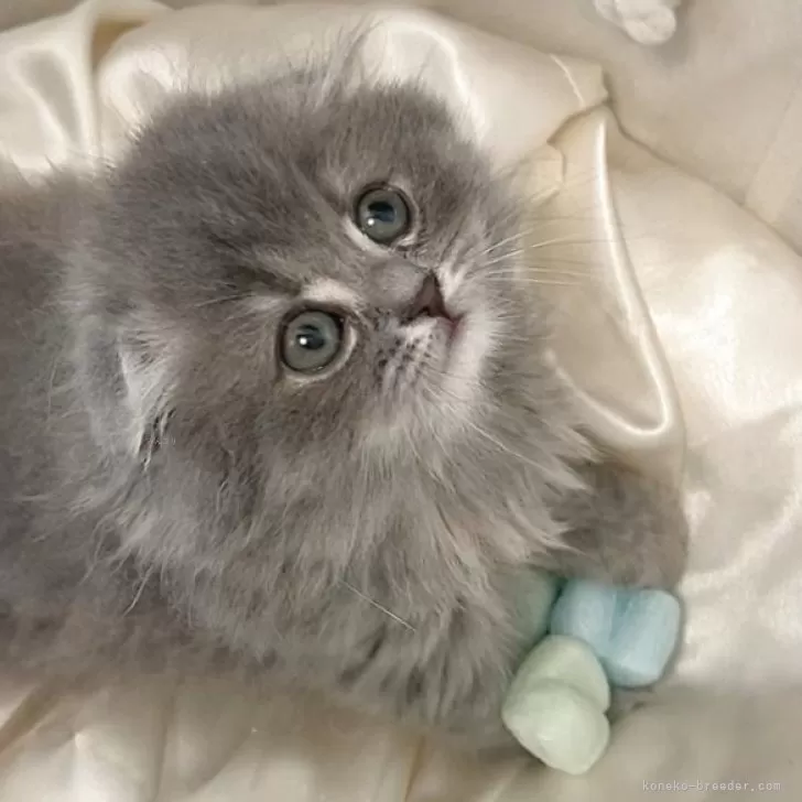 ID:2504-02769の子猫