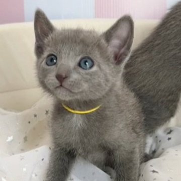 ロシアンブルー【群馬県・男の子・2025年1月19日・ブルー】の写真「おっとり人懐こい💕かわいい男の子です😊✨」