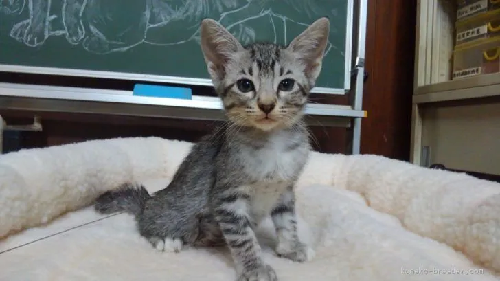 シルク 様のお迎えした子猫