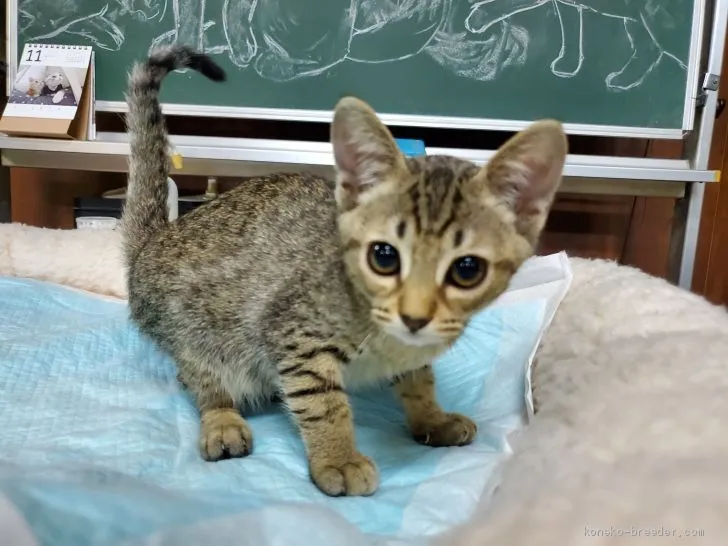 M.B 様のお迎えした子猫