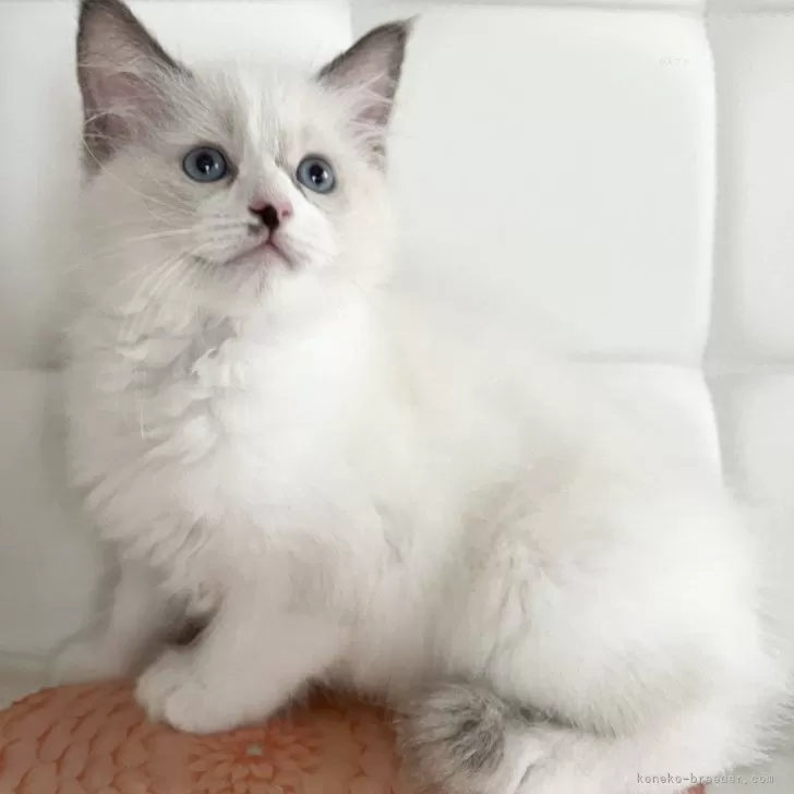 ID:2409-01398の子猫