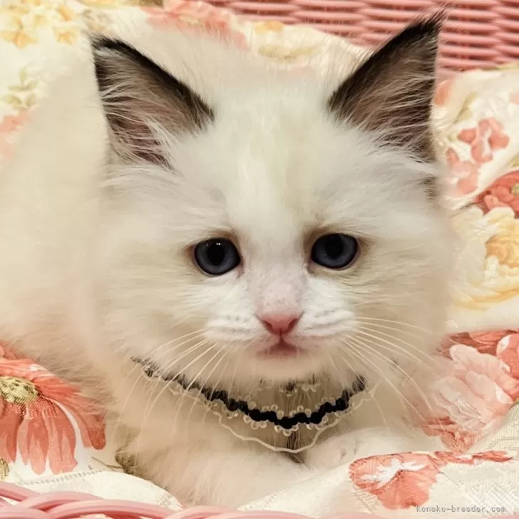 ID：2503-02783の子猫
