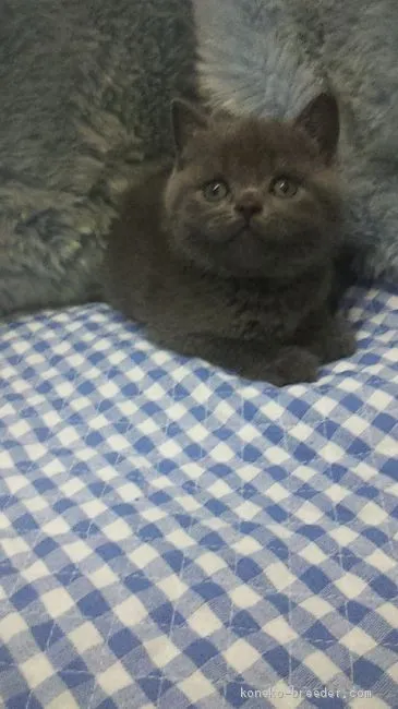 ID:2004-01045の子猫