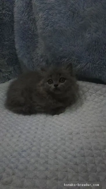 ID:1909-00185の子猫