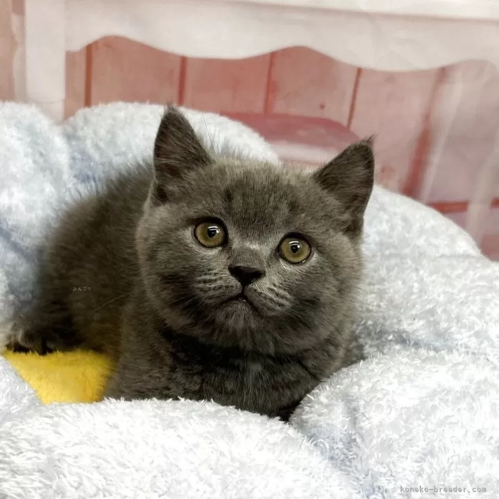サイモン 様のお迎えした子猫
