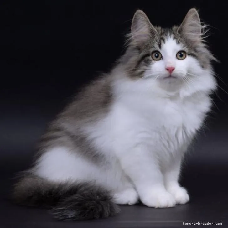 ID:2211-00005の子猫