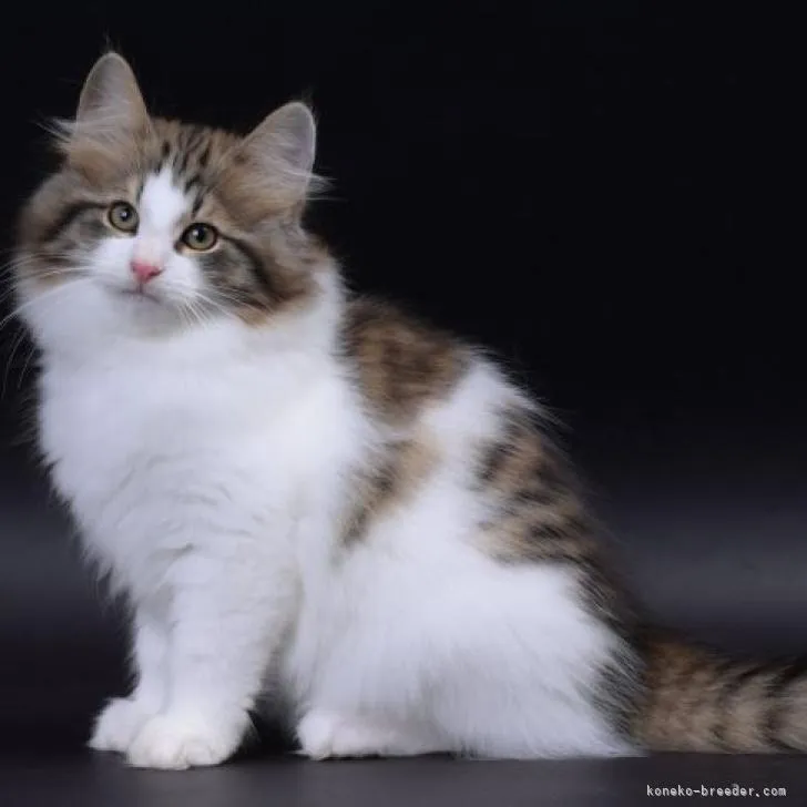 ID:2212-00841の子猫