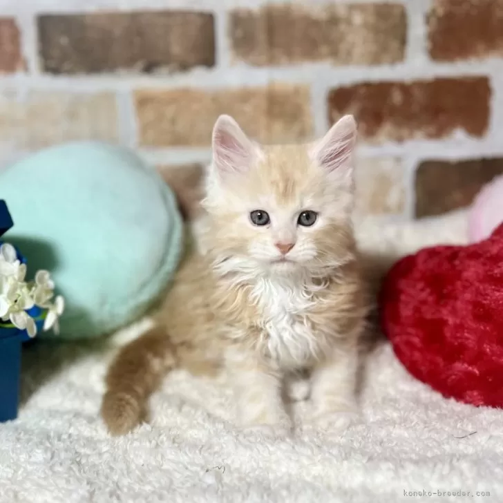 ID:2402-01605の子猫