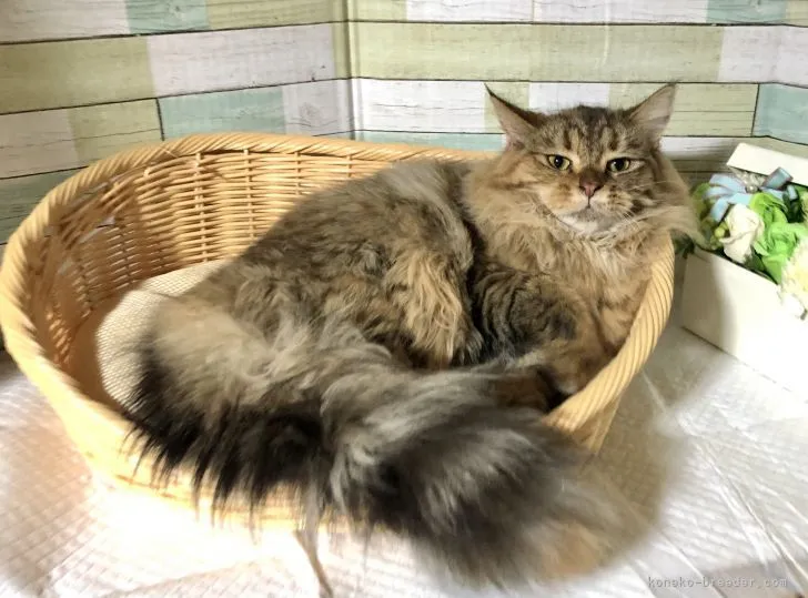 ID:2110-02270の子猫