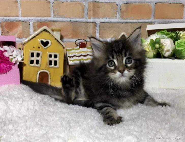 ID:2202-00708の子猫