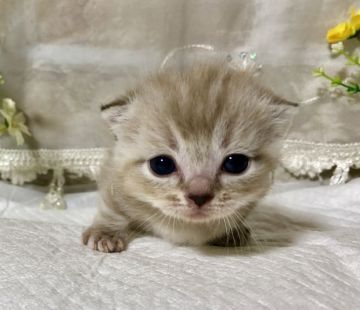 マンチカン(短足)【熊本県・男の子・2019年3月28日・シールポイント（短毛）】の写真「丸いお顔がとても可愛いです。」