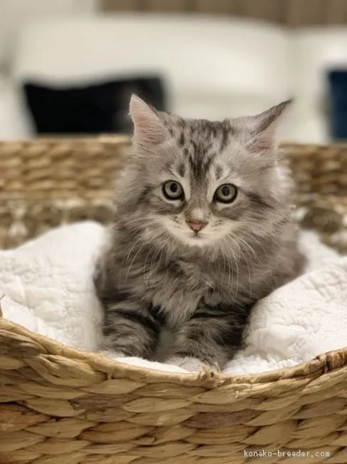 ID:1912-01060の子猫