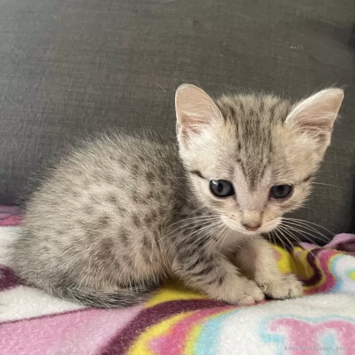 ID:2402-01464の子猫
