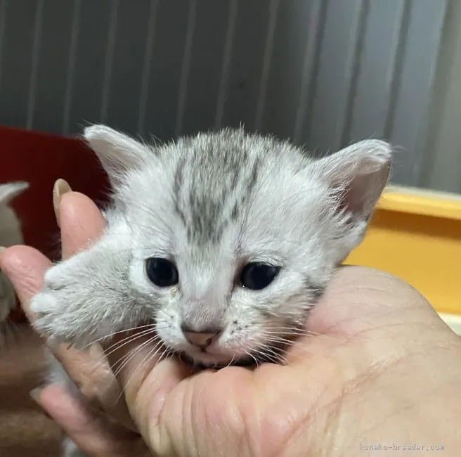 ガンランナー 様のお迎えした子猫