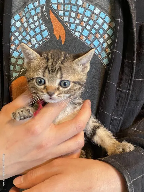 ふぅ 様のお迎えした子猫