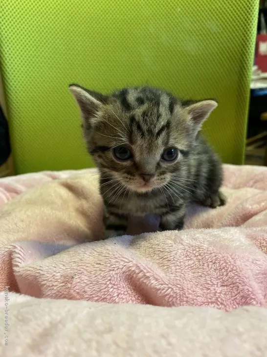 コテママ 様のお迎えした子猫