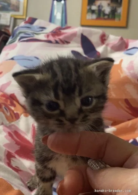 ID:2101-00709の子猫
