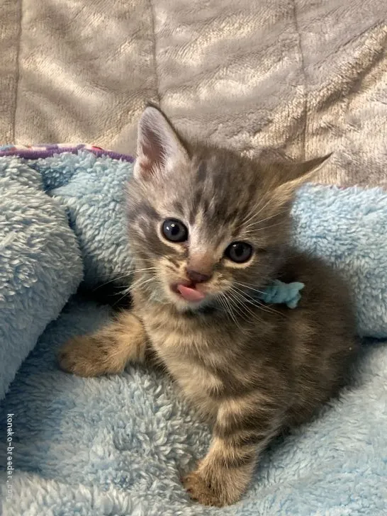 トグー 様のお迎えした子猫