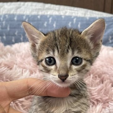 エジプシャンマウ【岐阜県・女の子・2023年6月21日・ブロンズ】の写真「とても賢い美しい猫です」