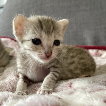 エジプシャンマウ【岐阜県・男の子・2024年4月30日・ブロンズ】の写真「かわいい4頭兄妹です」