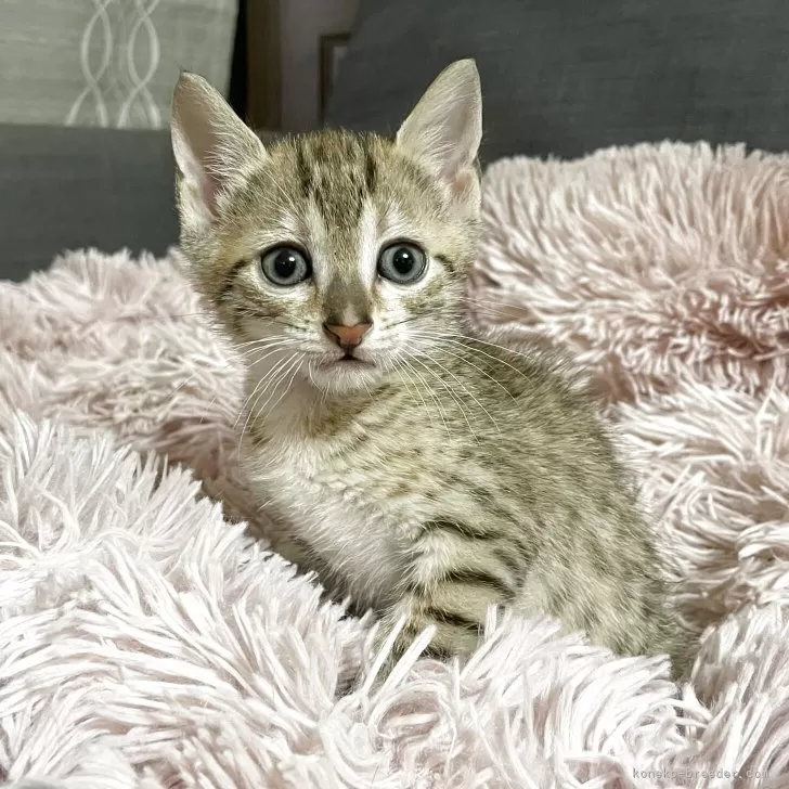ID:2504-01578の子猫