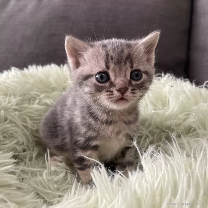 ID:2502-01692の子猫