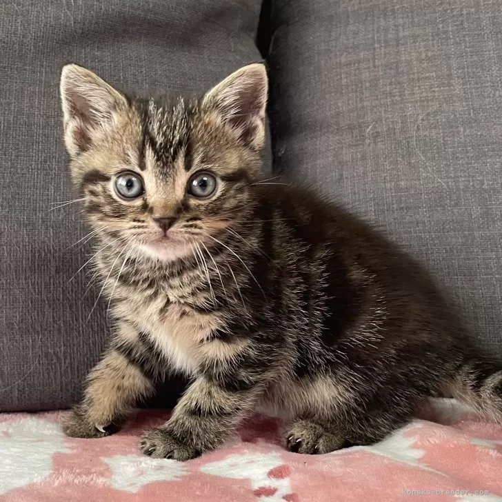 ID:2502-01688の子猫